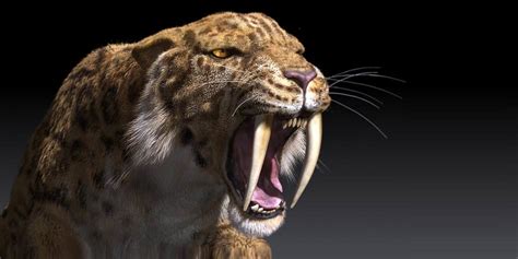 saber tooth tiger time period.